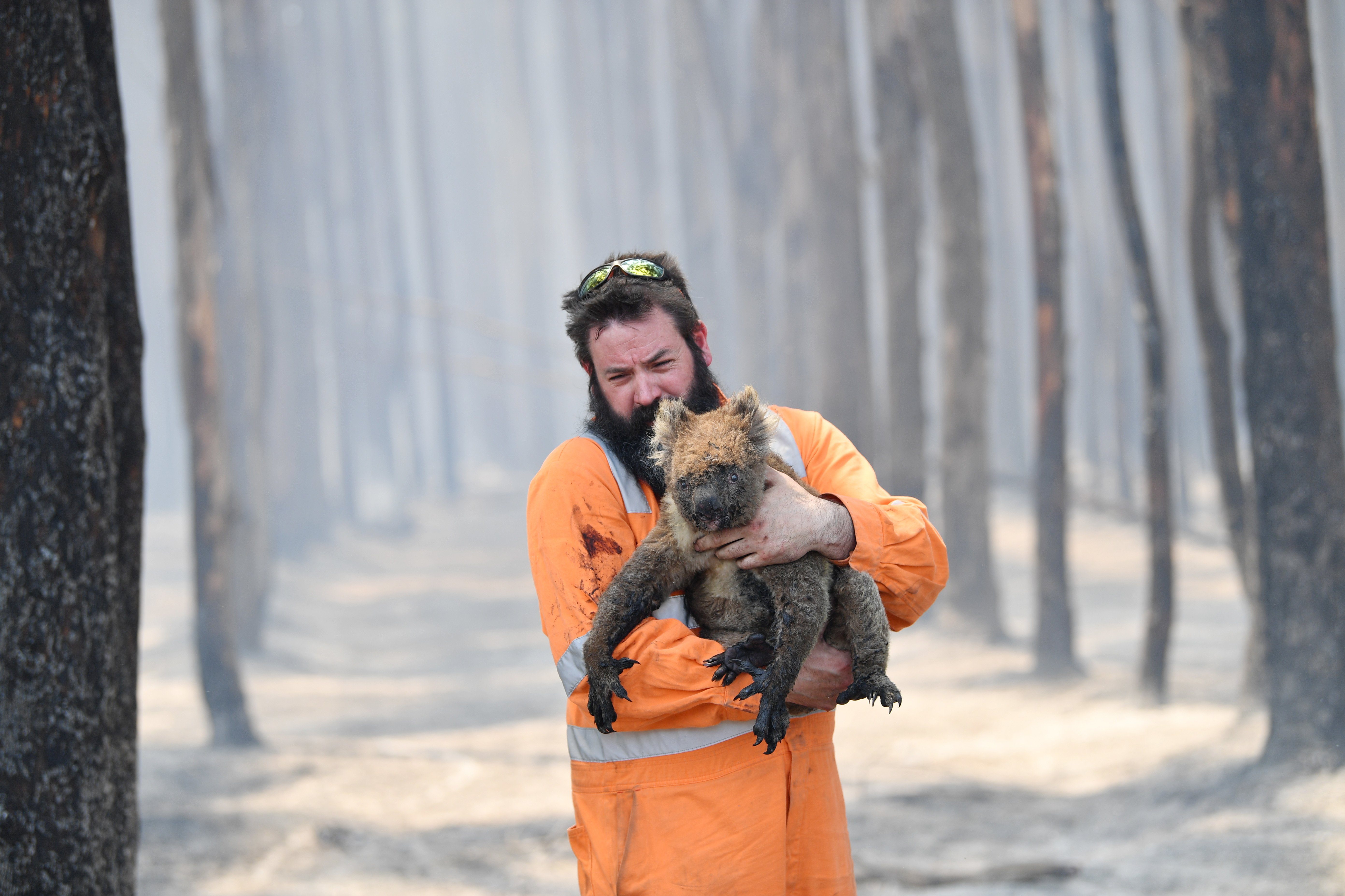 Mandatory Credit: Photo by DAVID MARIUZ/EPA-EFE/Shutterstock (10519515b) Adelaide wildlife rescuer Simon Adamczyk holds a koala he rescued at a burning forest near Cape Borda on Kangaroo Island, Australia, 07 January 2020. A convoy of Army vehicles, transporting up to 100 Army Reservists and self-sustainment supplies, is on Kangaroo Island as part of Operation Bushfire Assist at the request of the South Australian Government. Bushfires in Australia, Kangaroo Island - 07 Jan 2020