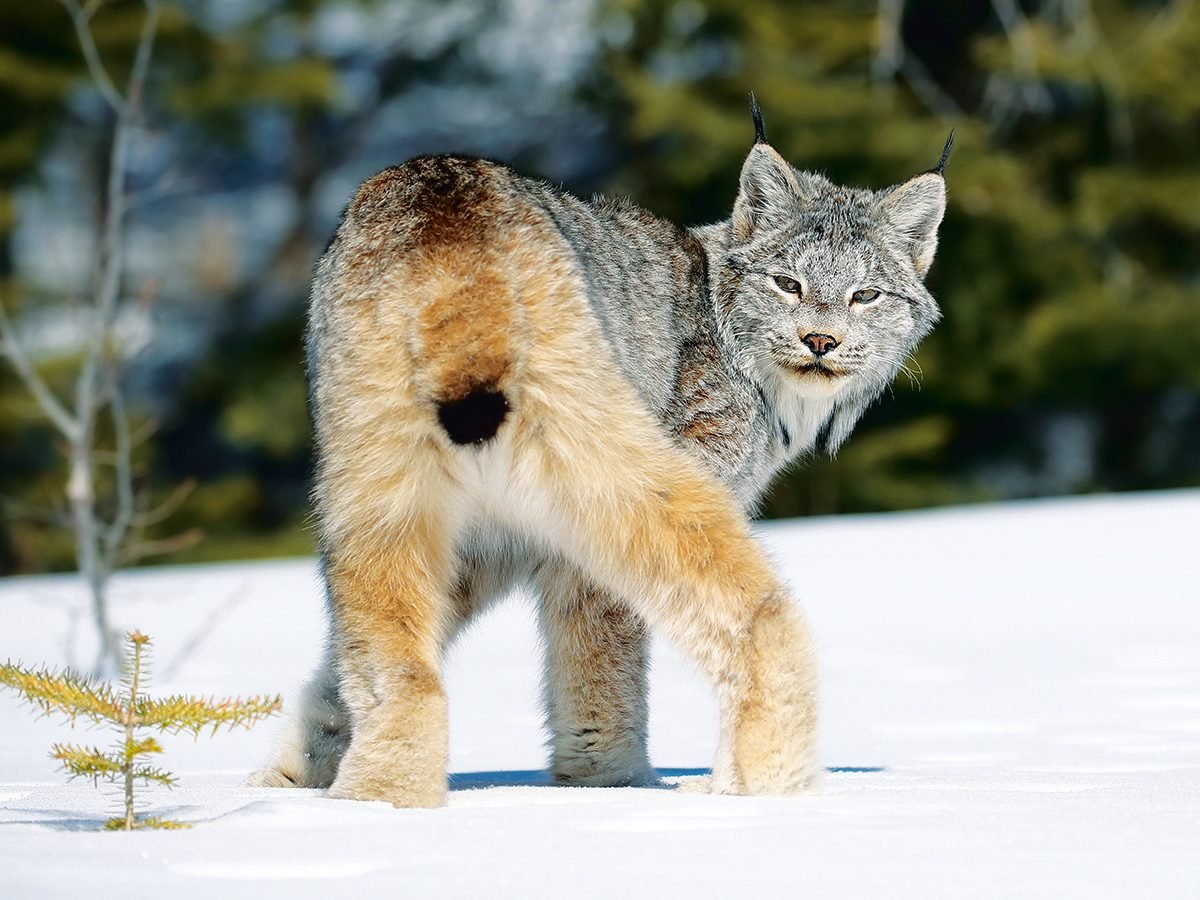 Canada lynx rear view