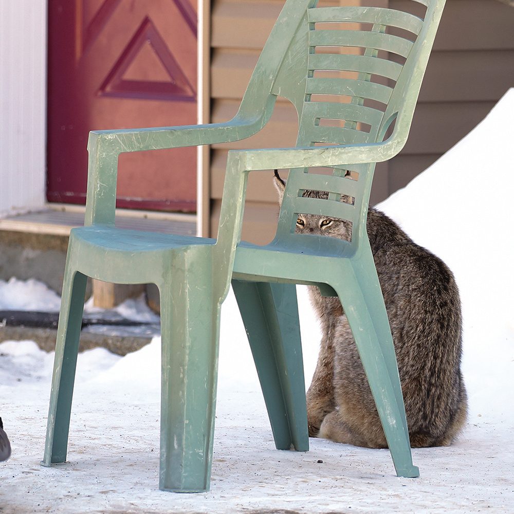 Canada lynx sitting under patio chair