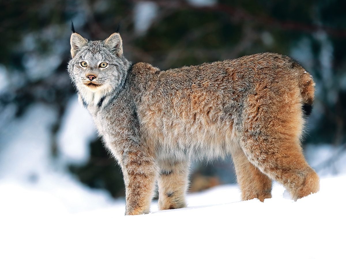 Canada lynx in winter