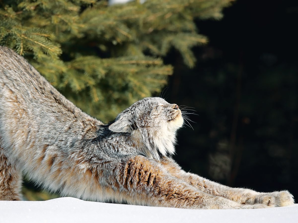 Canada lynx stretching