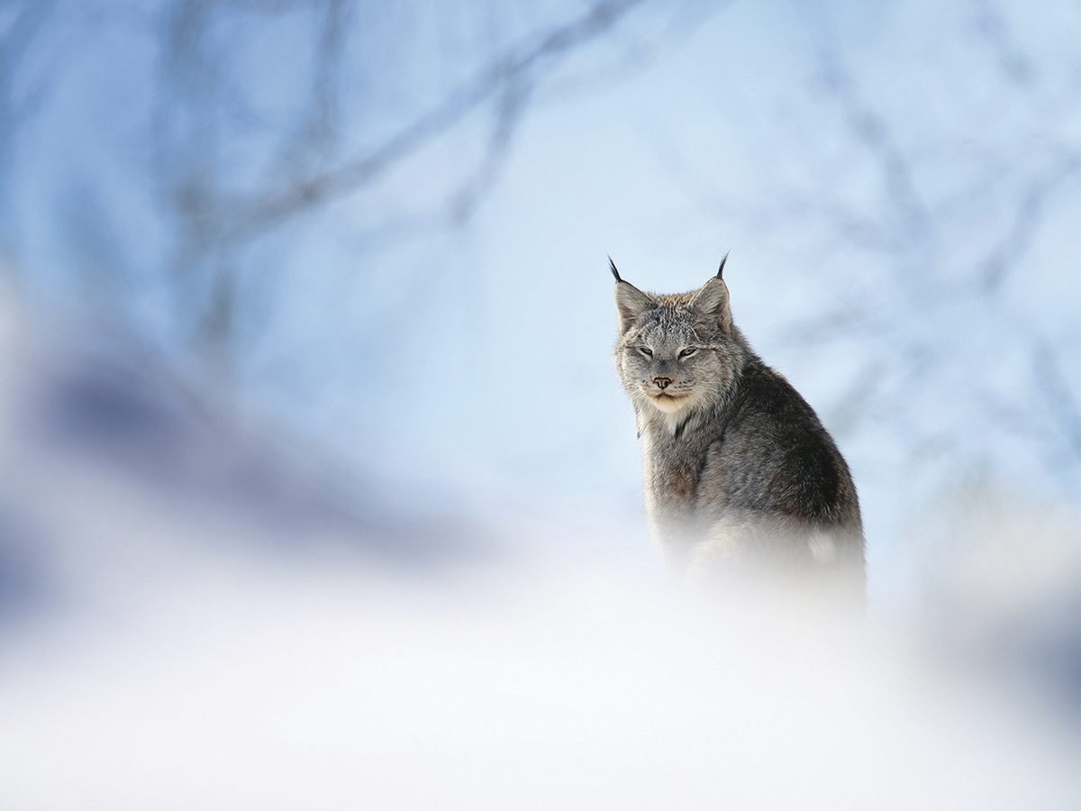 Canada lynx in winter at distance