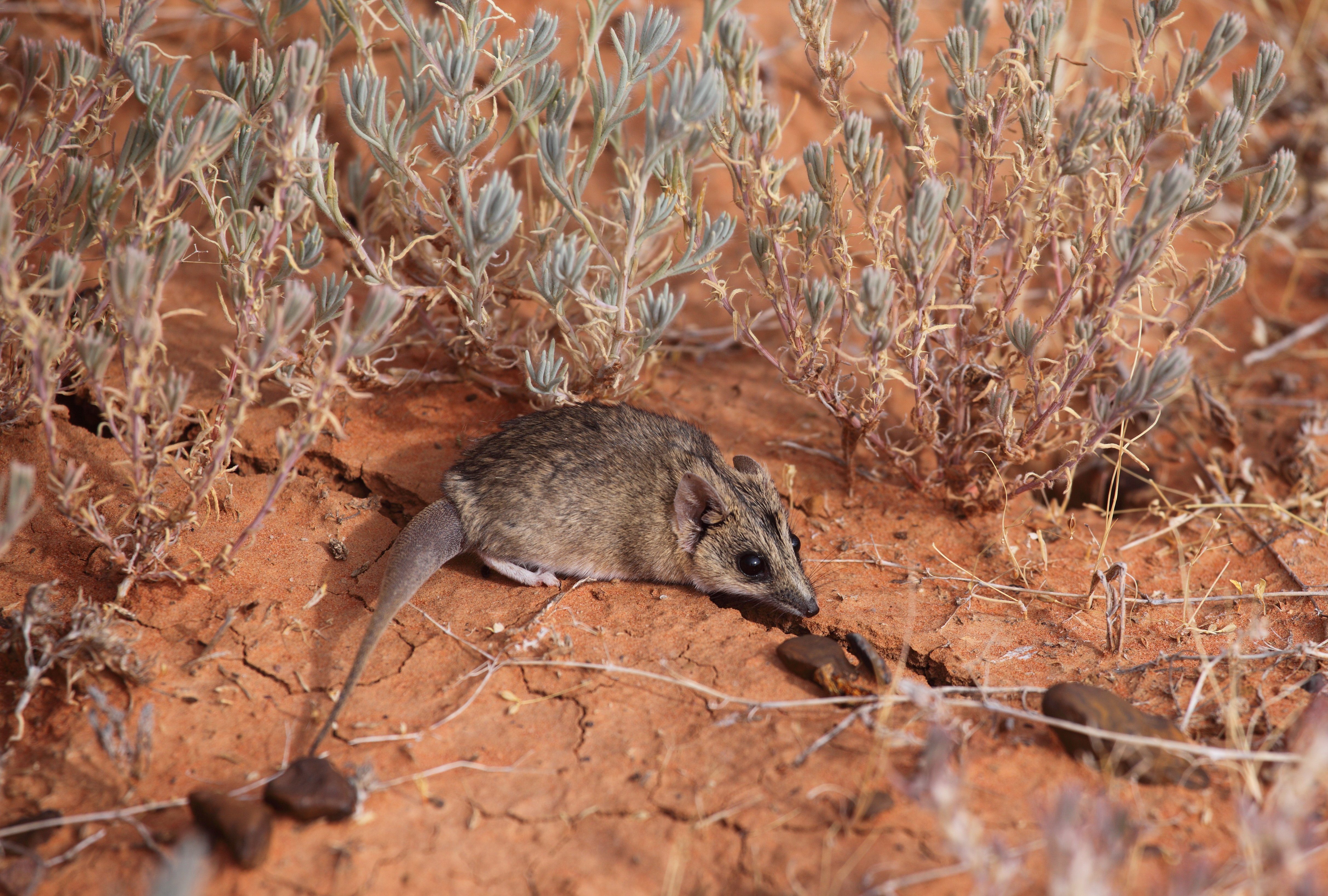 A Stripe-faced Dunnart, a small carnivorous marsupial, in outback Australia's desert.