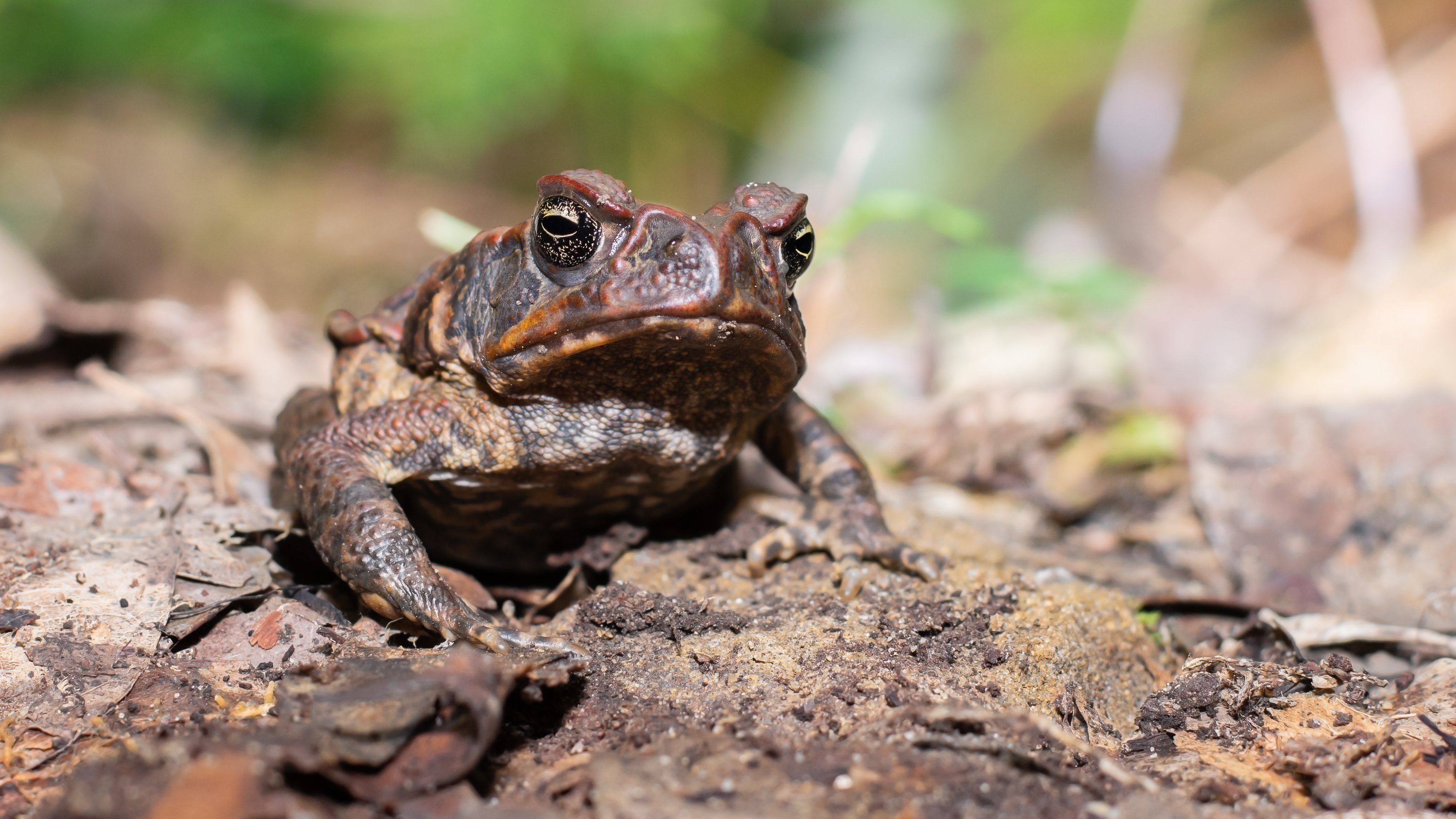 Photos of wild frogs from Australia - Cane Toad