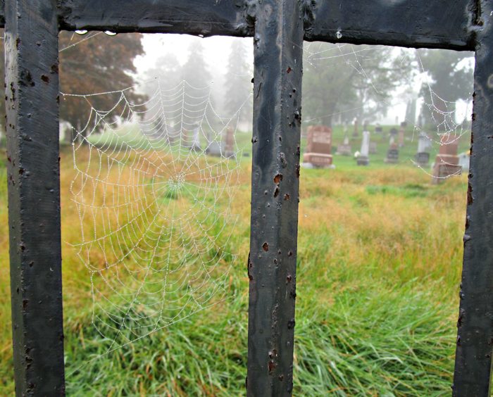A cemetery seen through a spider web
