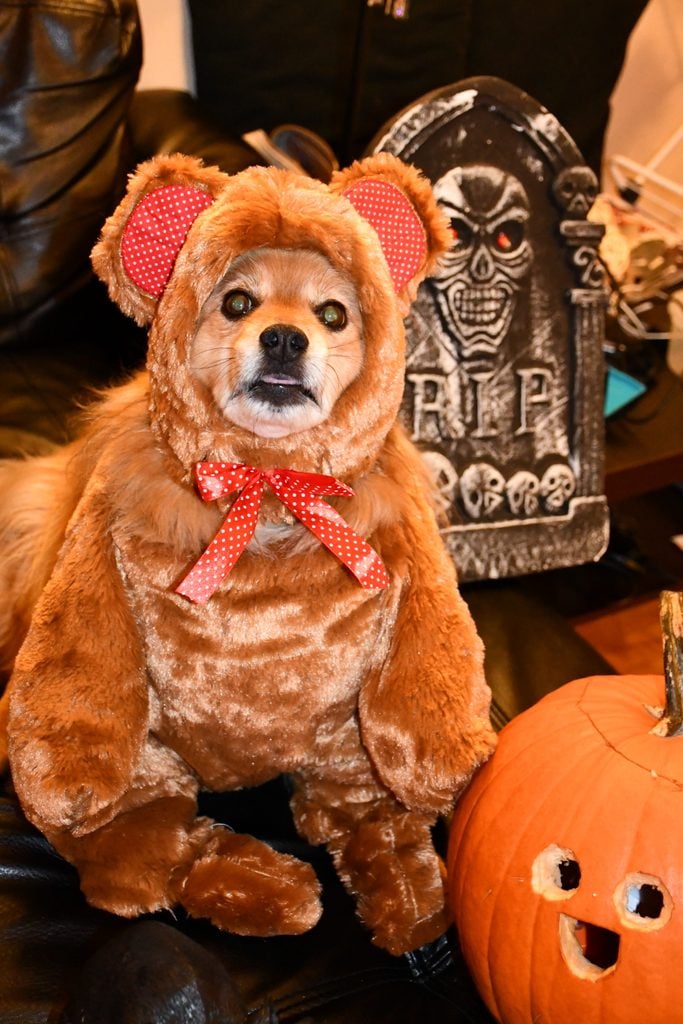 Dog in a teddy bear costume