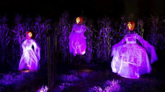 Three scarecrows in dresses bathed in purple light