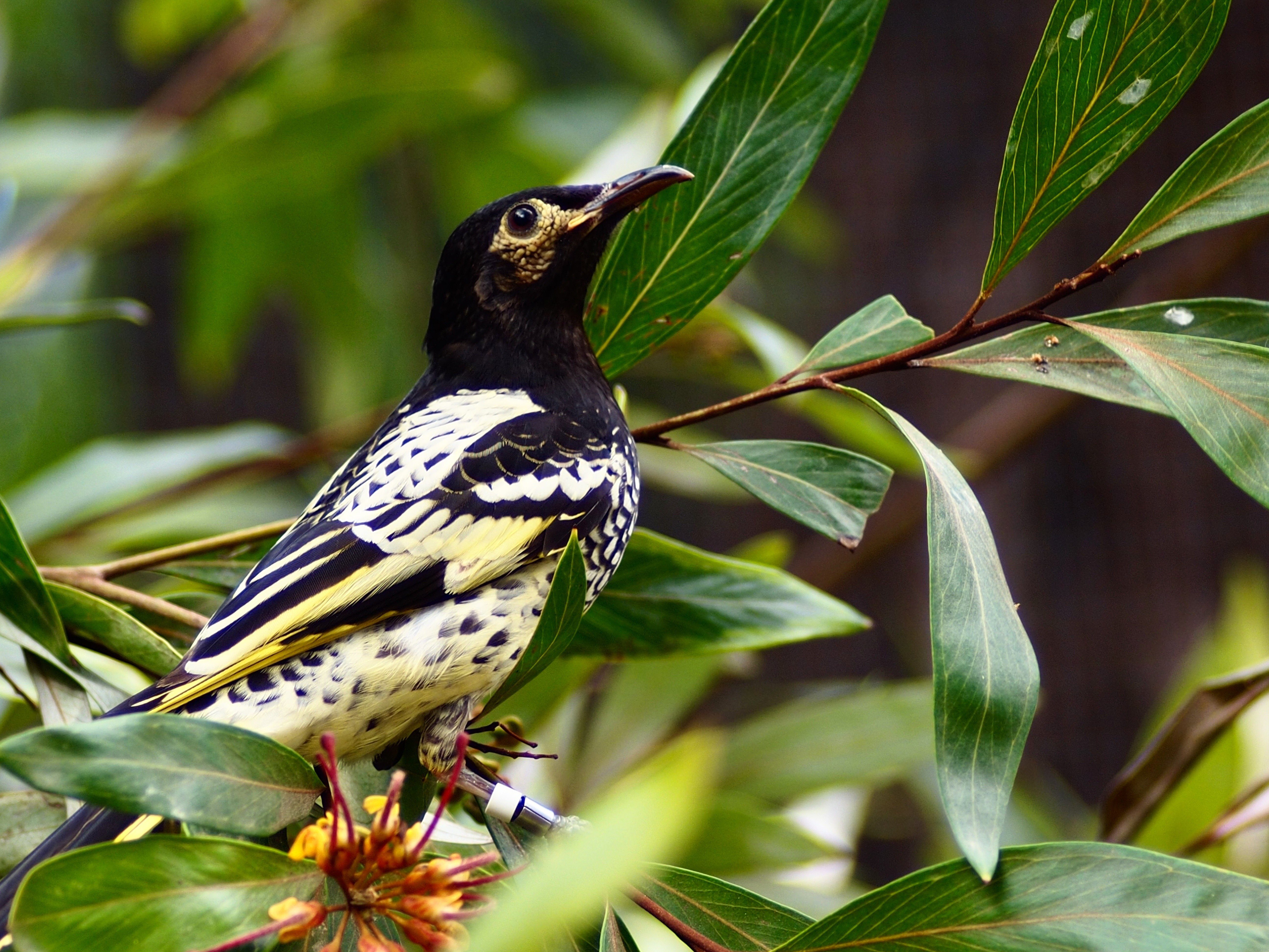Remarkable Rare Regent Honeyeater with a Sharp-Eye & Exquisite Plumage. 