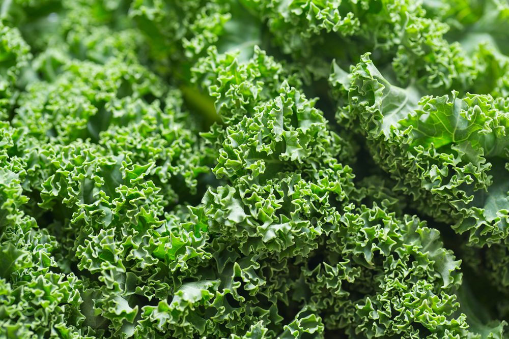 fresh kale close up