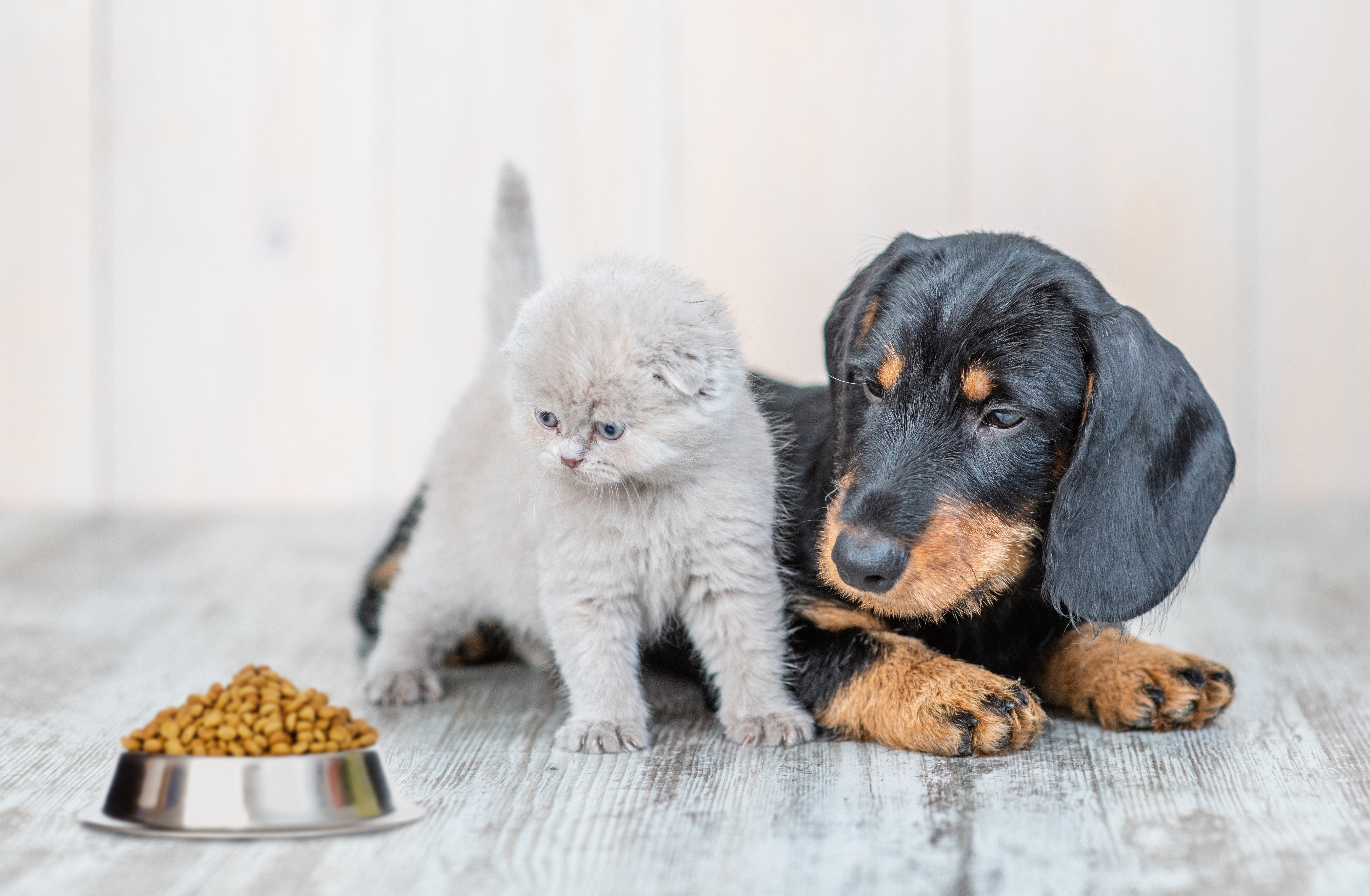 Cute baby kitten sitting with dachshund puppy on the floor at home and looking at a bowl of dry food