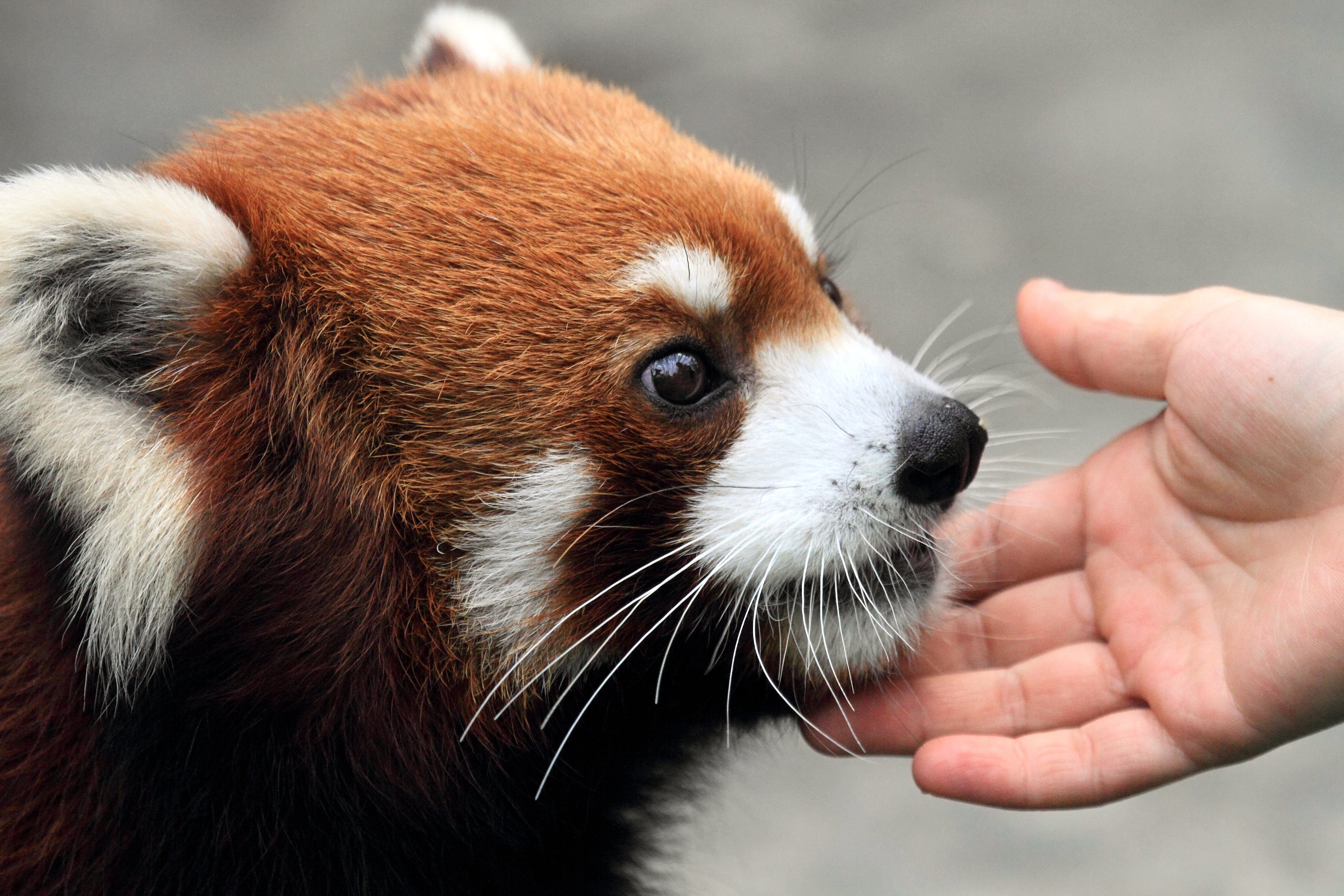 lovely red panda enjoying gentle human touch