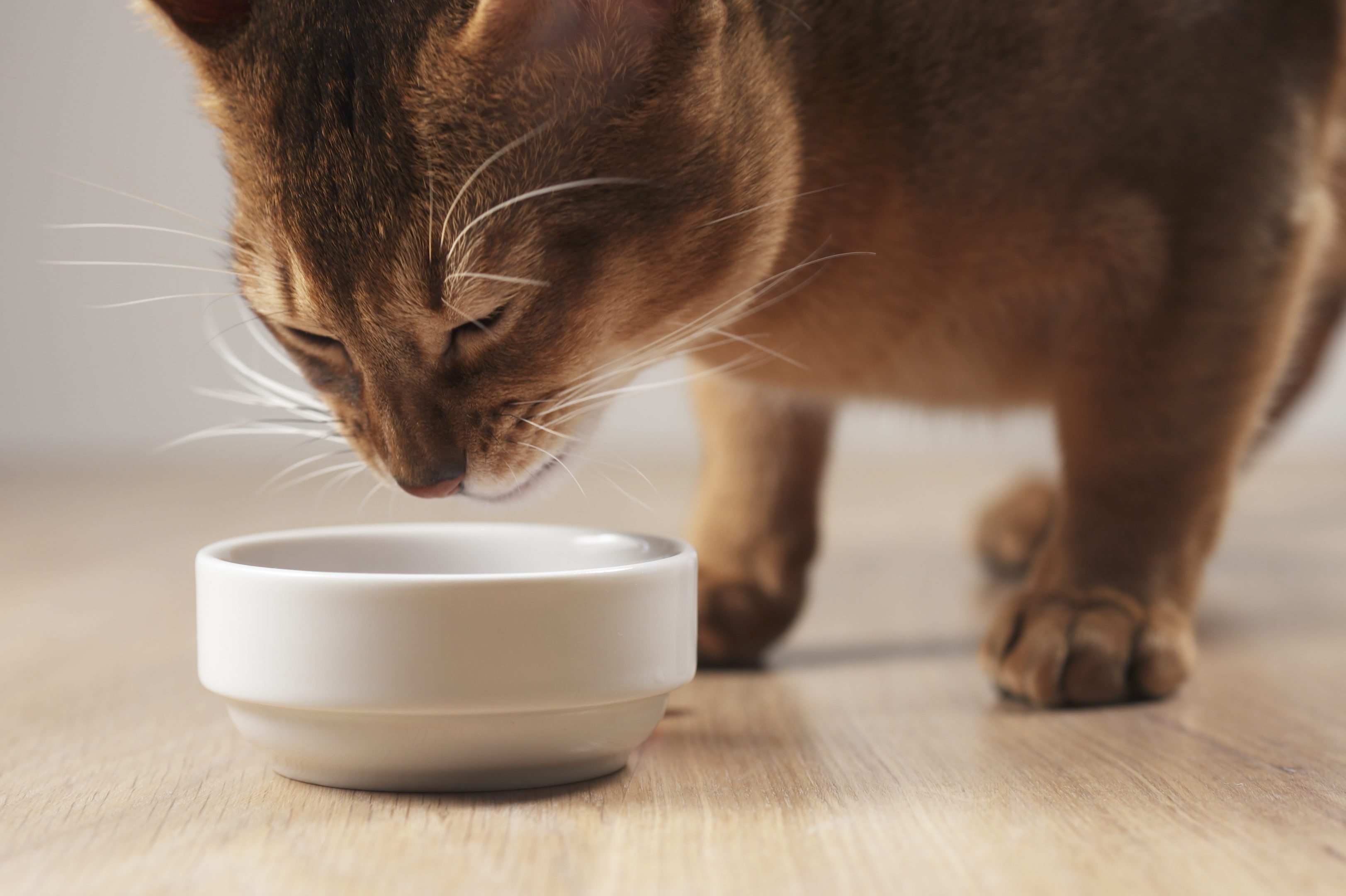 abyssinian cat eating meat from bowl on table, 4k photo