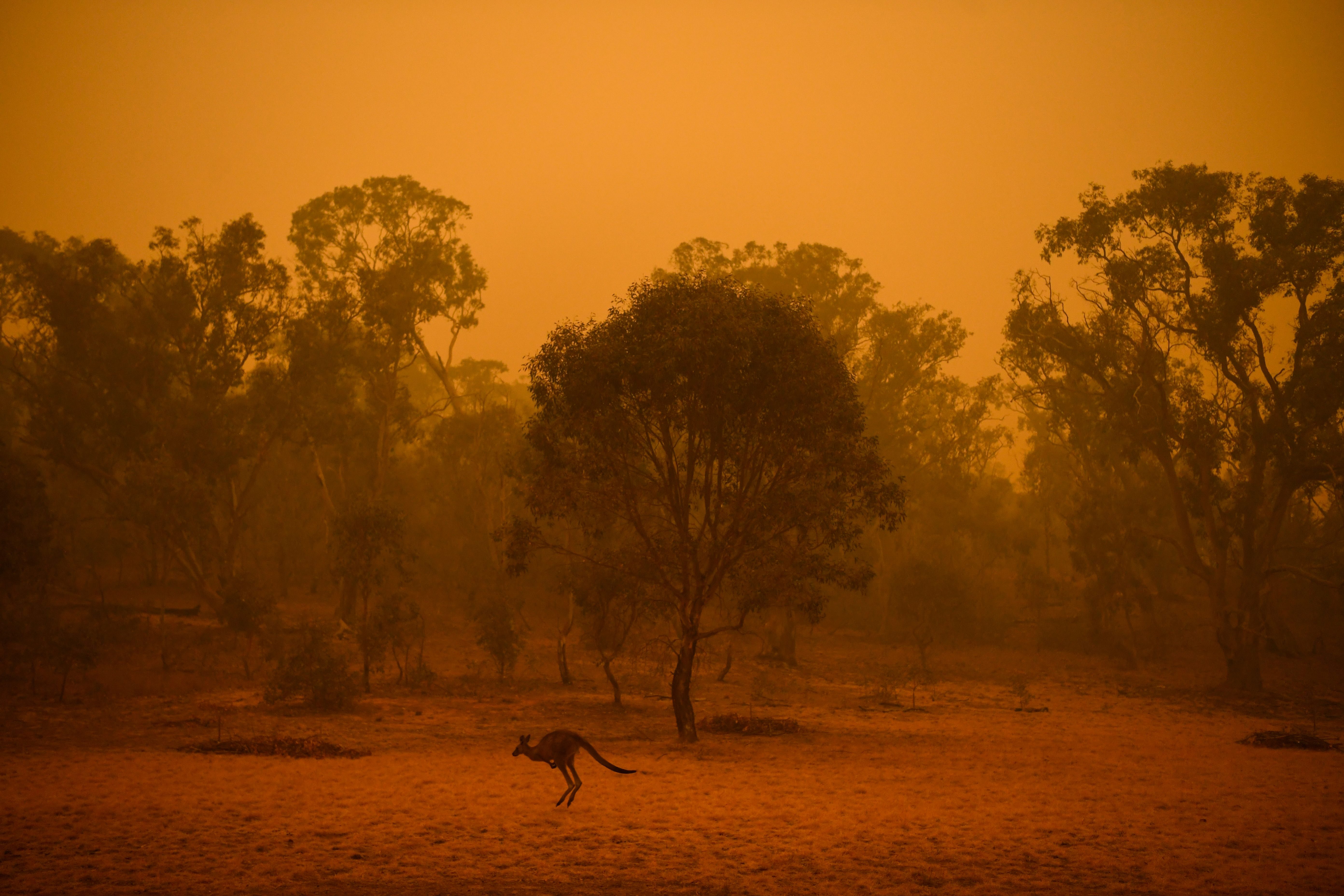 Mandatory Credit: Photo by LUKAS COCH/EPA-EFE/Shutterstock (10518087i) A kangaroo is seen in bushland surrounded by smoke haze early morning in Canberra, Australia, 05 January 2020. Smoke haze in Canberra, Australia - 05 Jan 2020