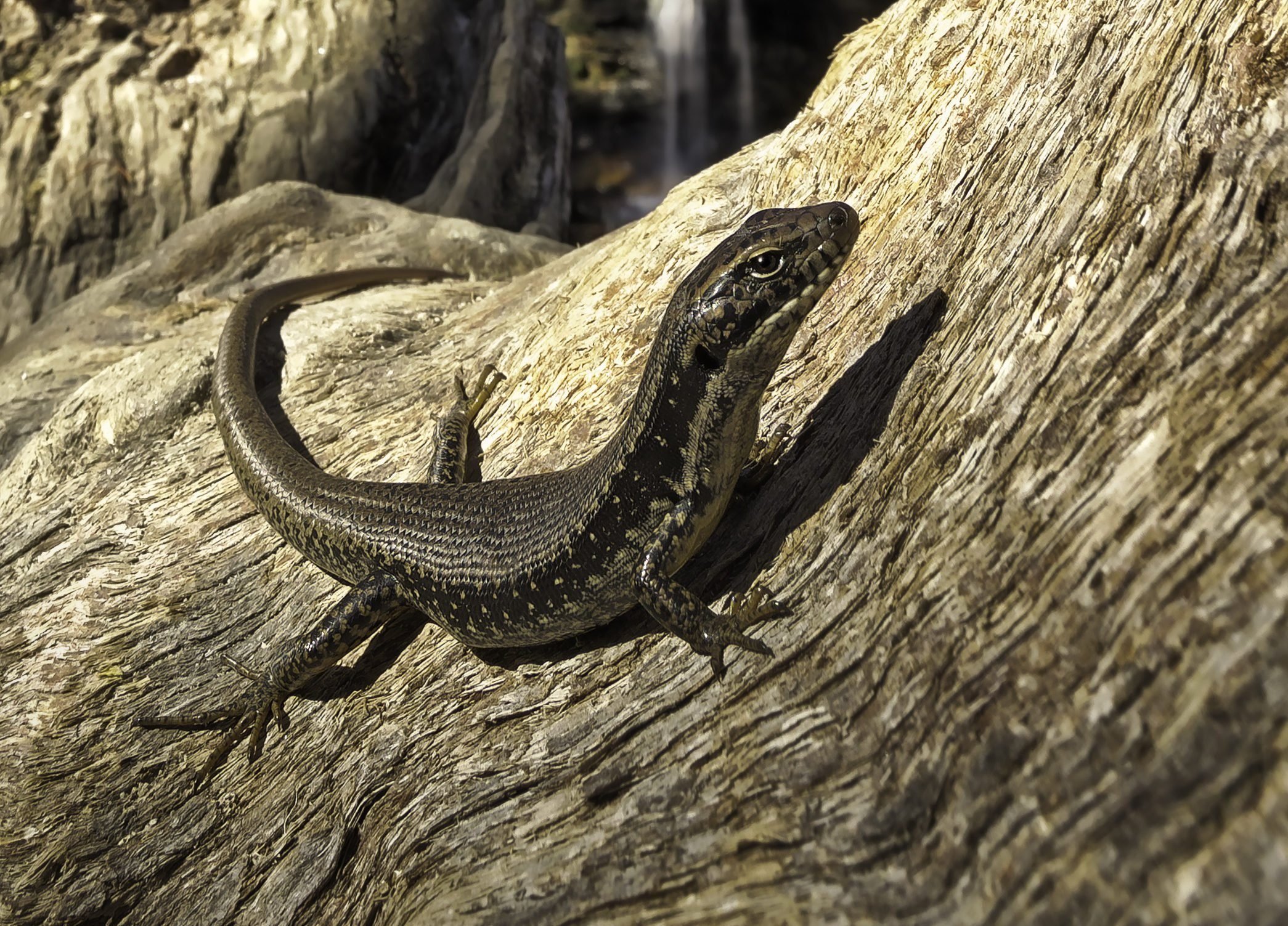 Water Skink (Eulamprus quoyii)
