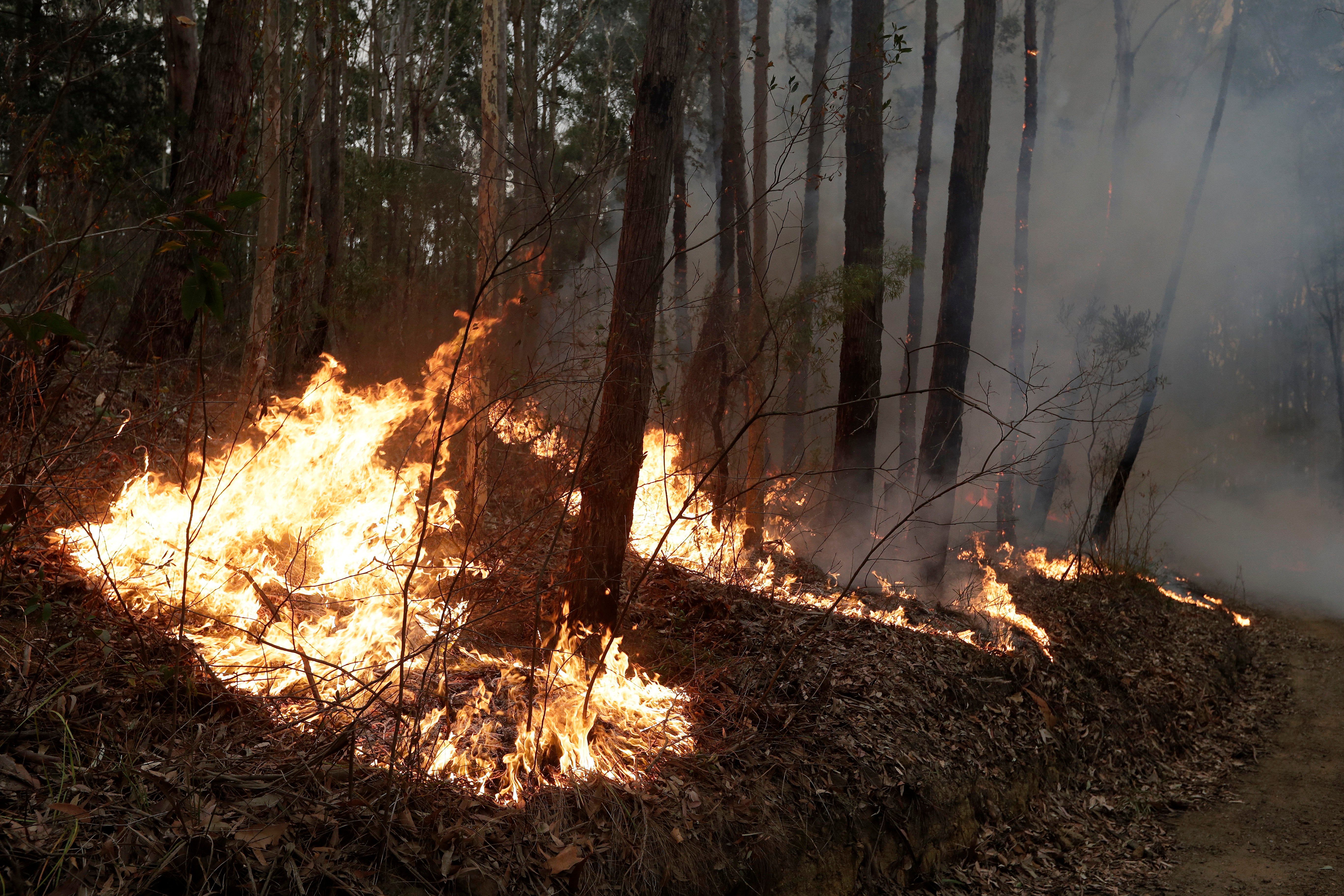 Mandatory Credit: Photo by Rick Rycroft/AP/Shutterstock (10518162e) Fires lit to to help control a larger fire burn near Burrill Lake, Australia, . Milder temperatures Sunday brought hope of a respite from wildfires that have ravaged three Australian states, destroying almost 2,000 homes Wildfires, Burrill Lake, Australia - 05 Jan 2020