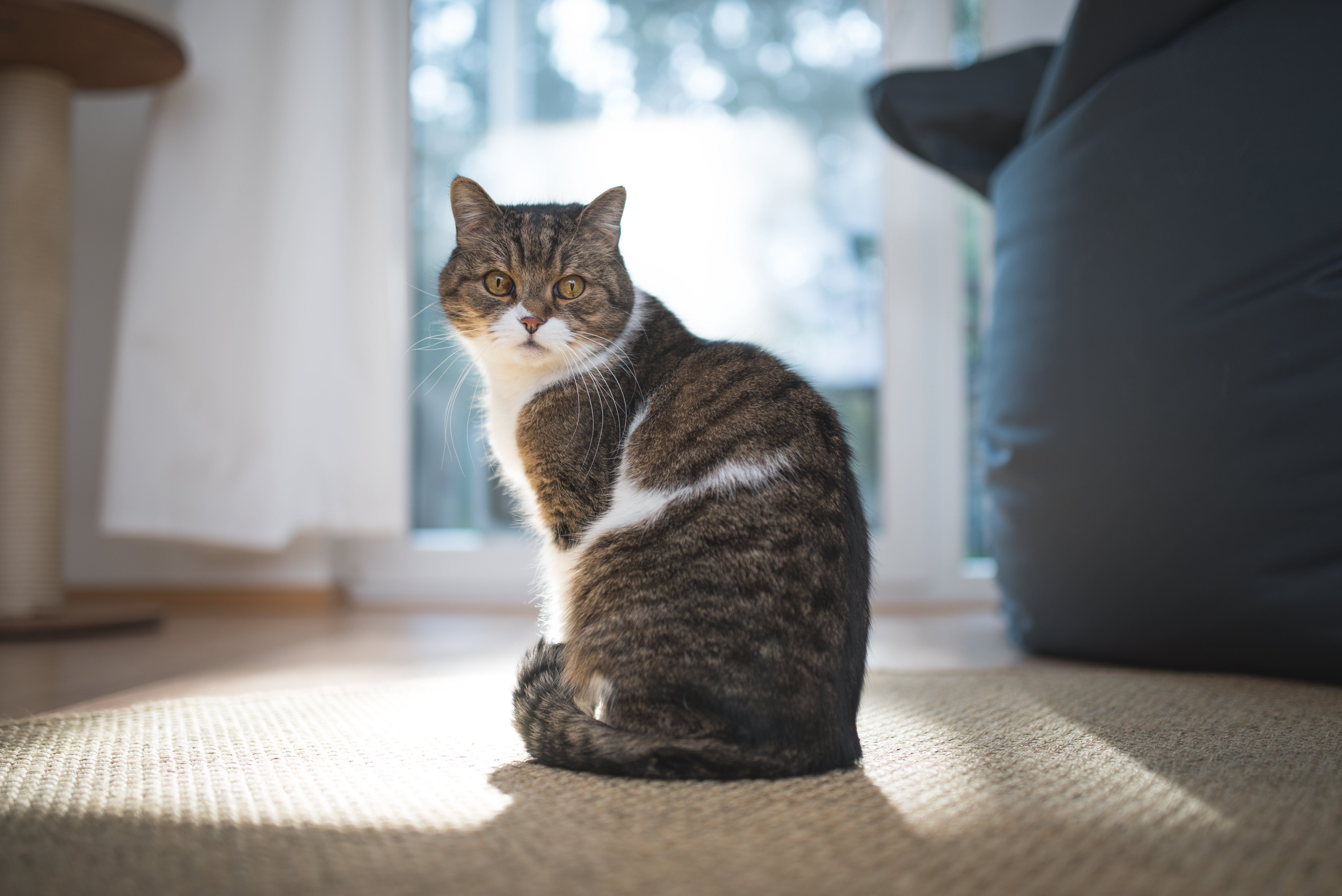 Secrets Your Cat’s Tail Is Trying to Tell You | Reader's Digest Canada