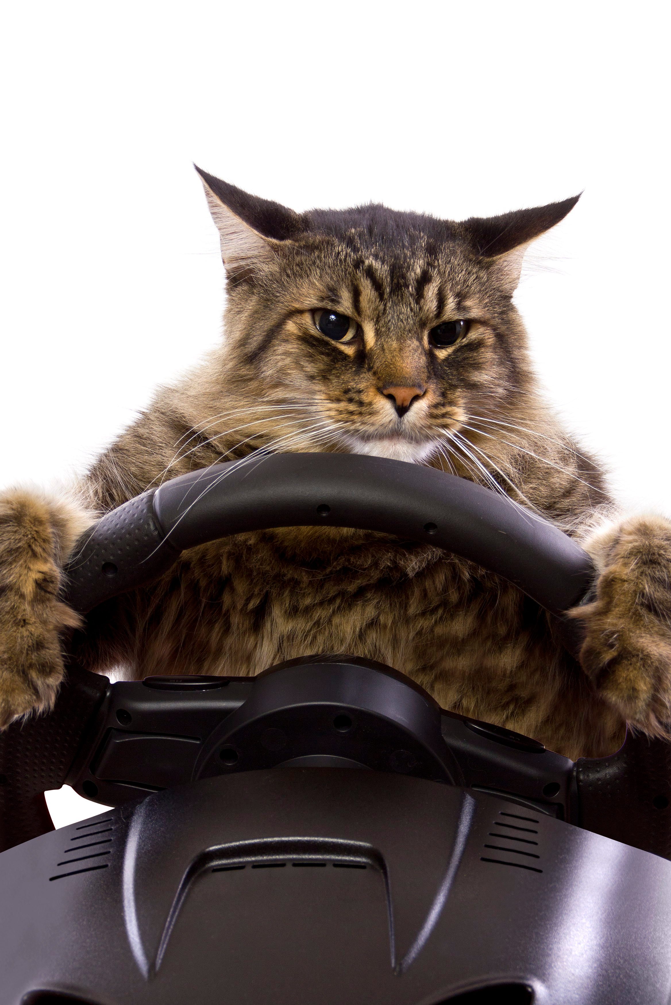 cat driving