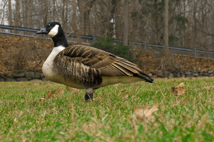 family raised goose peeper returned after 20 years