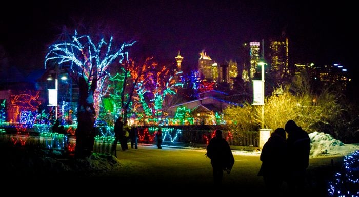 Trees with Christmas lights on them at the Calgary Zoo