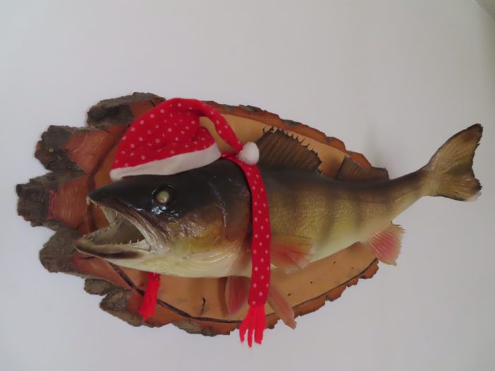 Fish mounted on wall wearing Santa hat and scarf