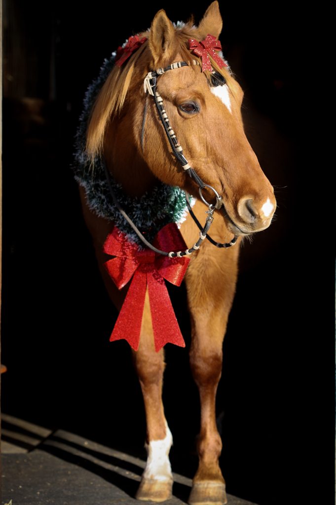 A horse with a red bow around its neck
