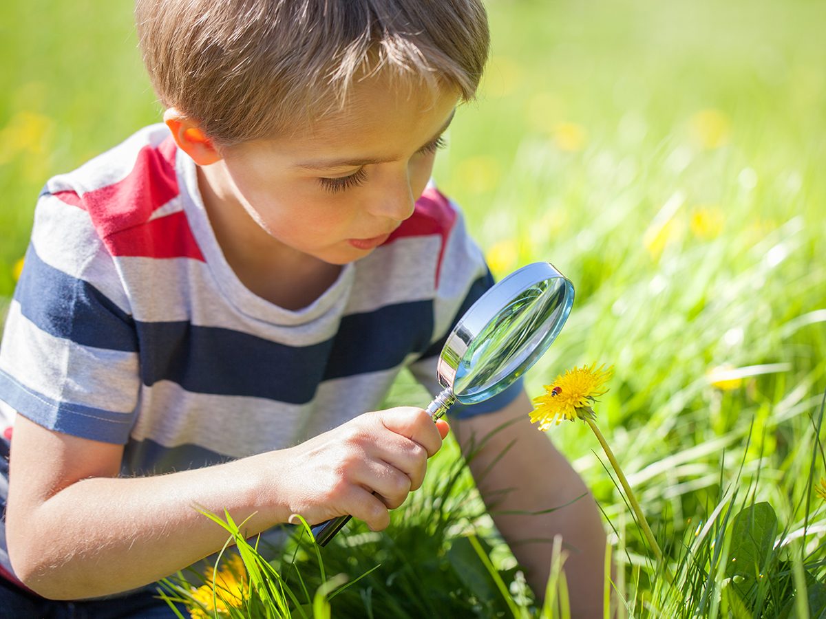 Funniest Readers Digest Jokes - Young Boy Inspecting Dandelion