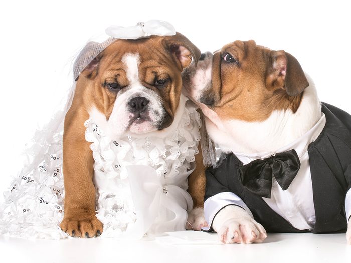 Funny wedding jokes - dog bride and dog groom