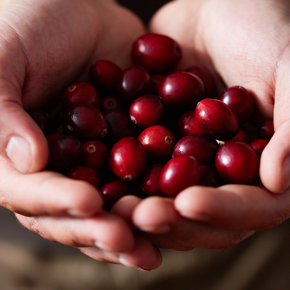 Hands of unrecognizable person holding juicy sweet freshly picked cranberries, extreme close-up view