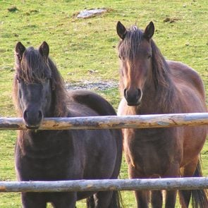 Newfoundland pony - two ponies