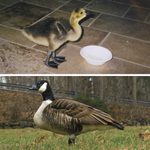 This Family Raised a Baby Canada Goose for a Year—20 Years Later, It Returned Home