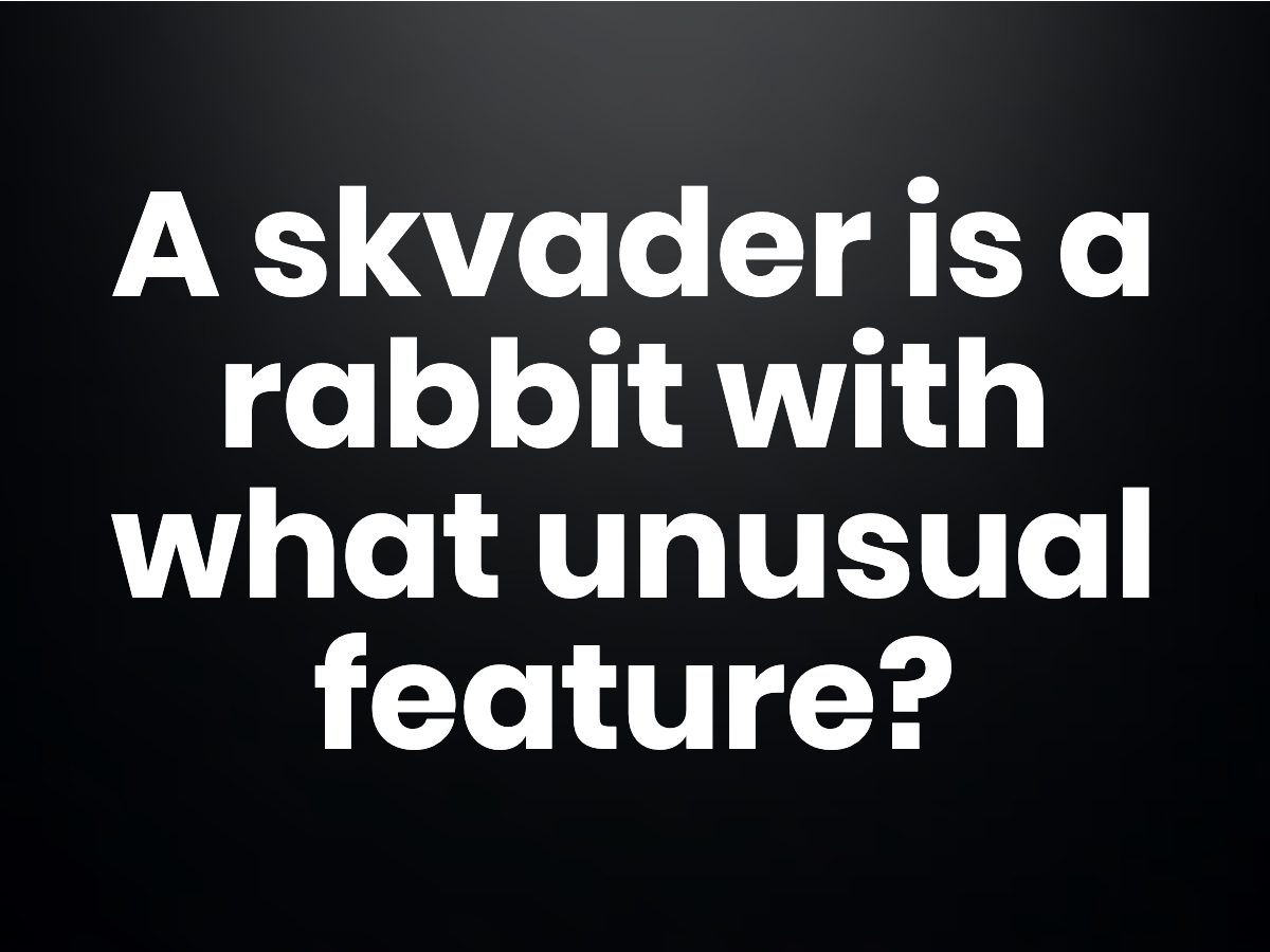 Trivia questions - Skvader