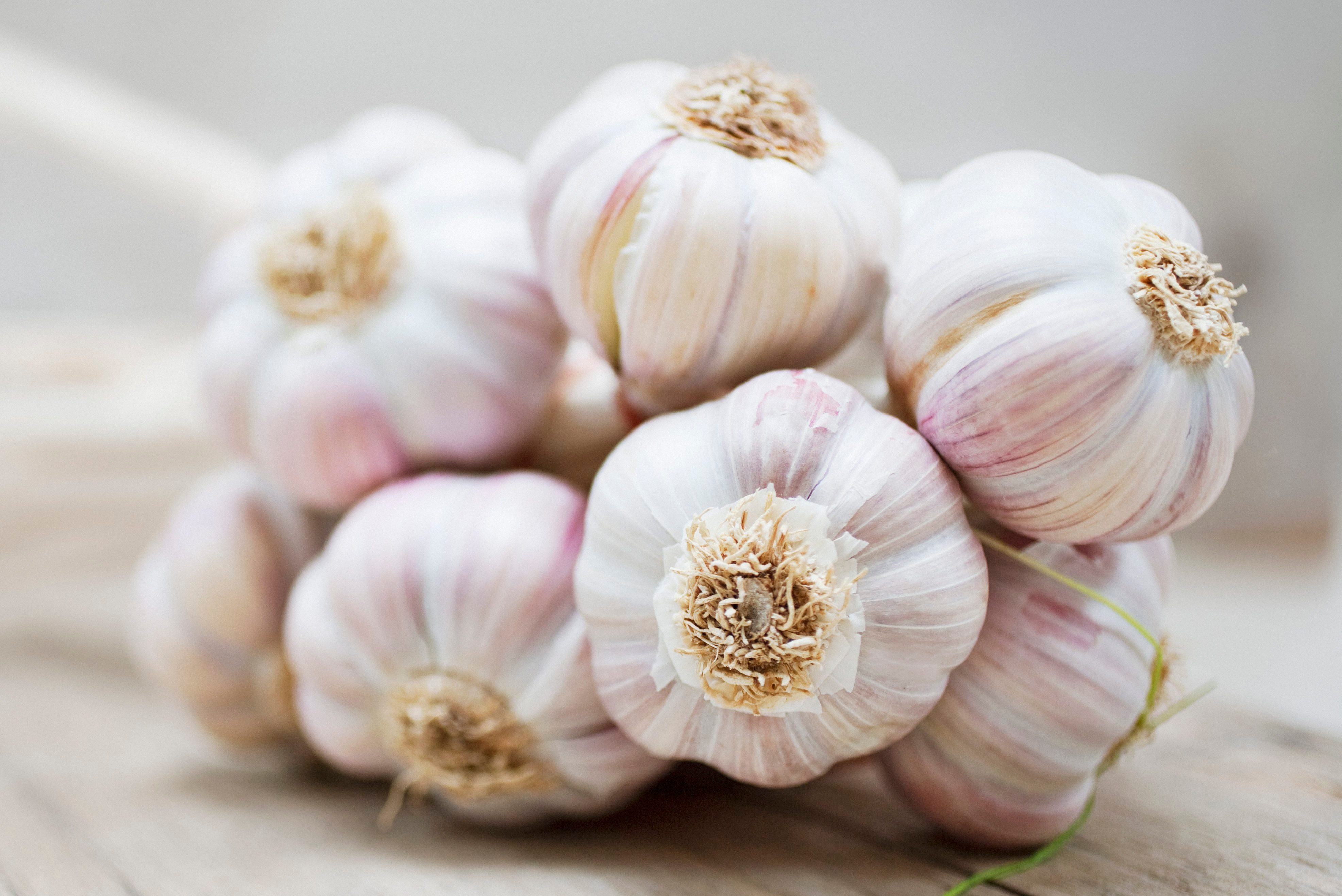 Close up of purple garlic bunch