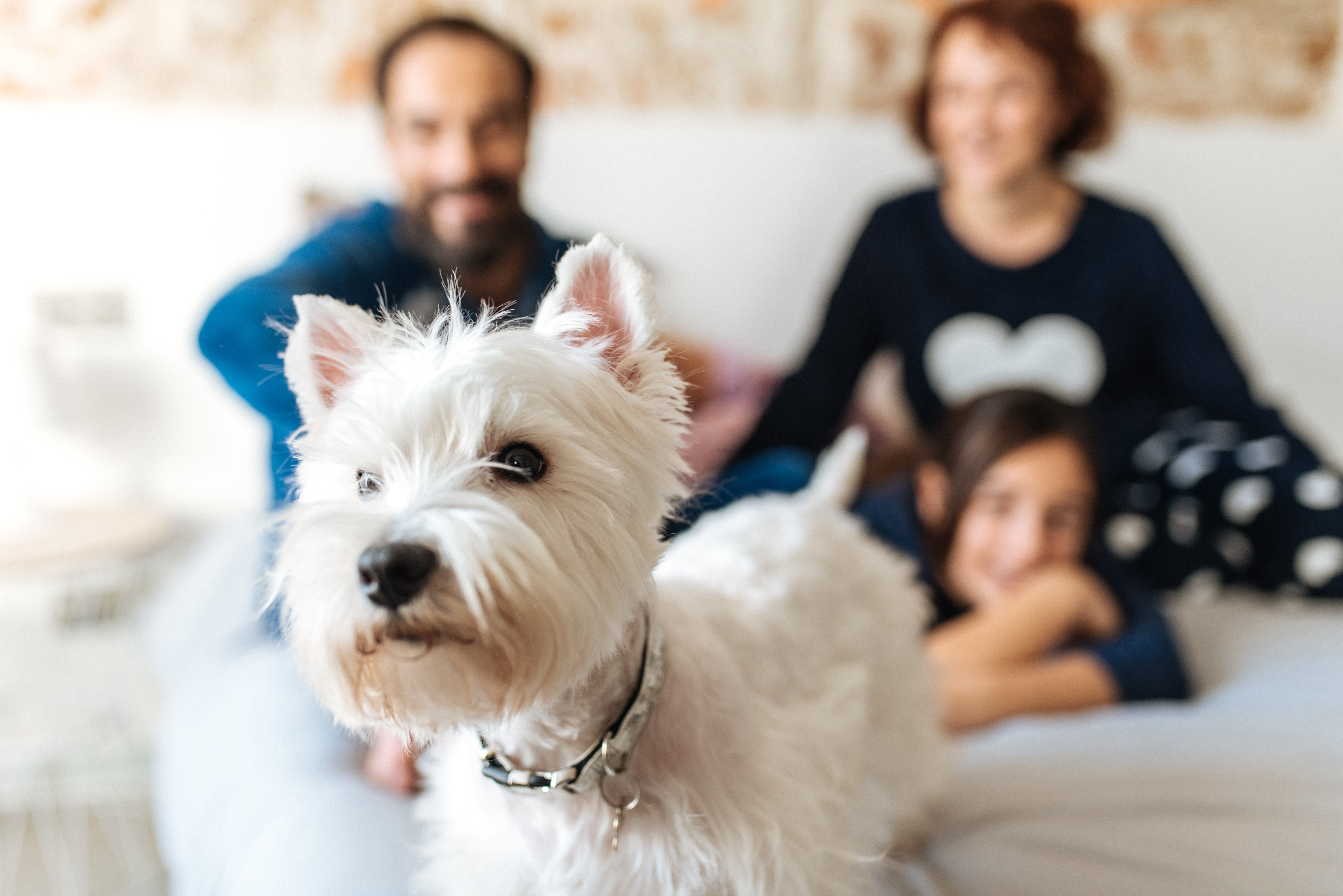 Couple relaxed at home in bed with their little daughter and the dog