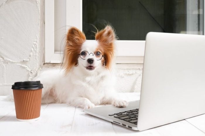 working dog. Cute dog is working on a silver laptop with a cup of coffee. Dog breed : Continental Toy Spaniel Papillon.