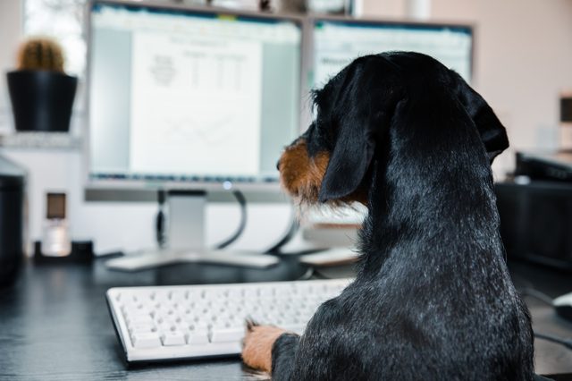 Dachshund, Computer, Work, Business , Dog