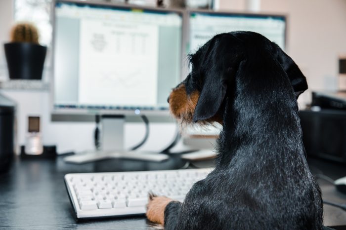 Dachshund, Computer, Work, Business ä, Dog