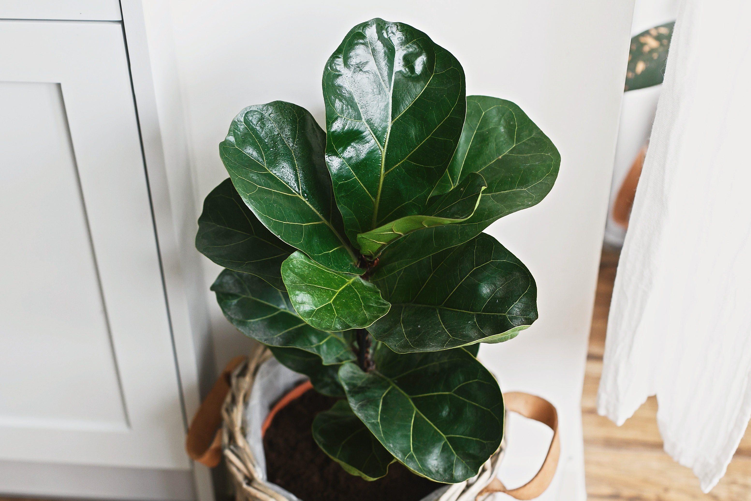 Big fiddle leaf fig tree in stylish modern pot near kitchen furniture. Ficus lyrata leaves, stylish plant on wooden floor in kitchen. Floral decor in modern home