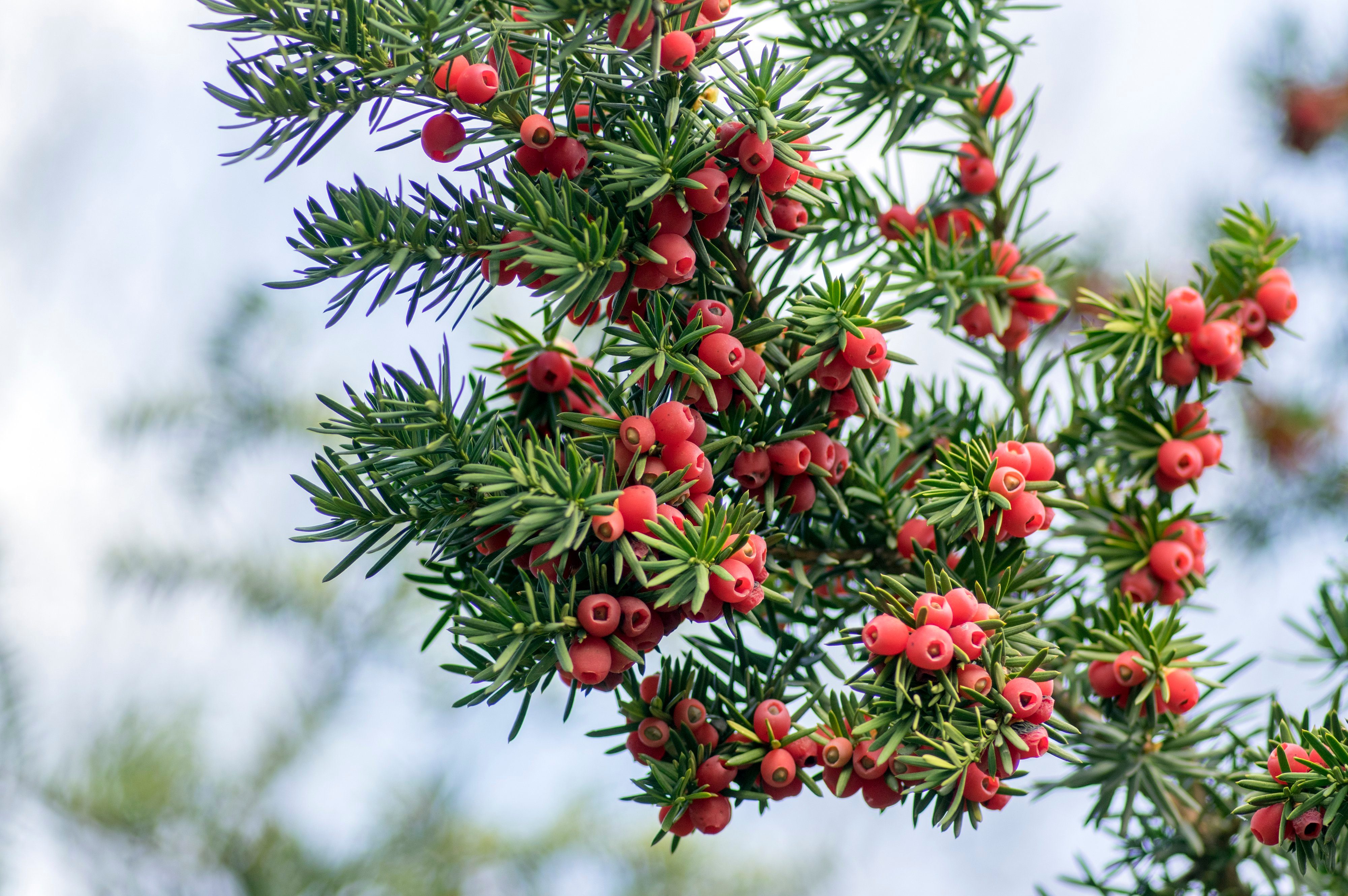Taxus baccata European yew is conifer shrub with poisonous and bitter red ripened berry fruits on branches, light blue sky
