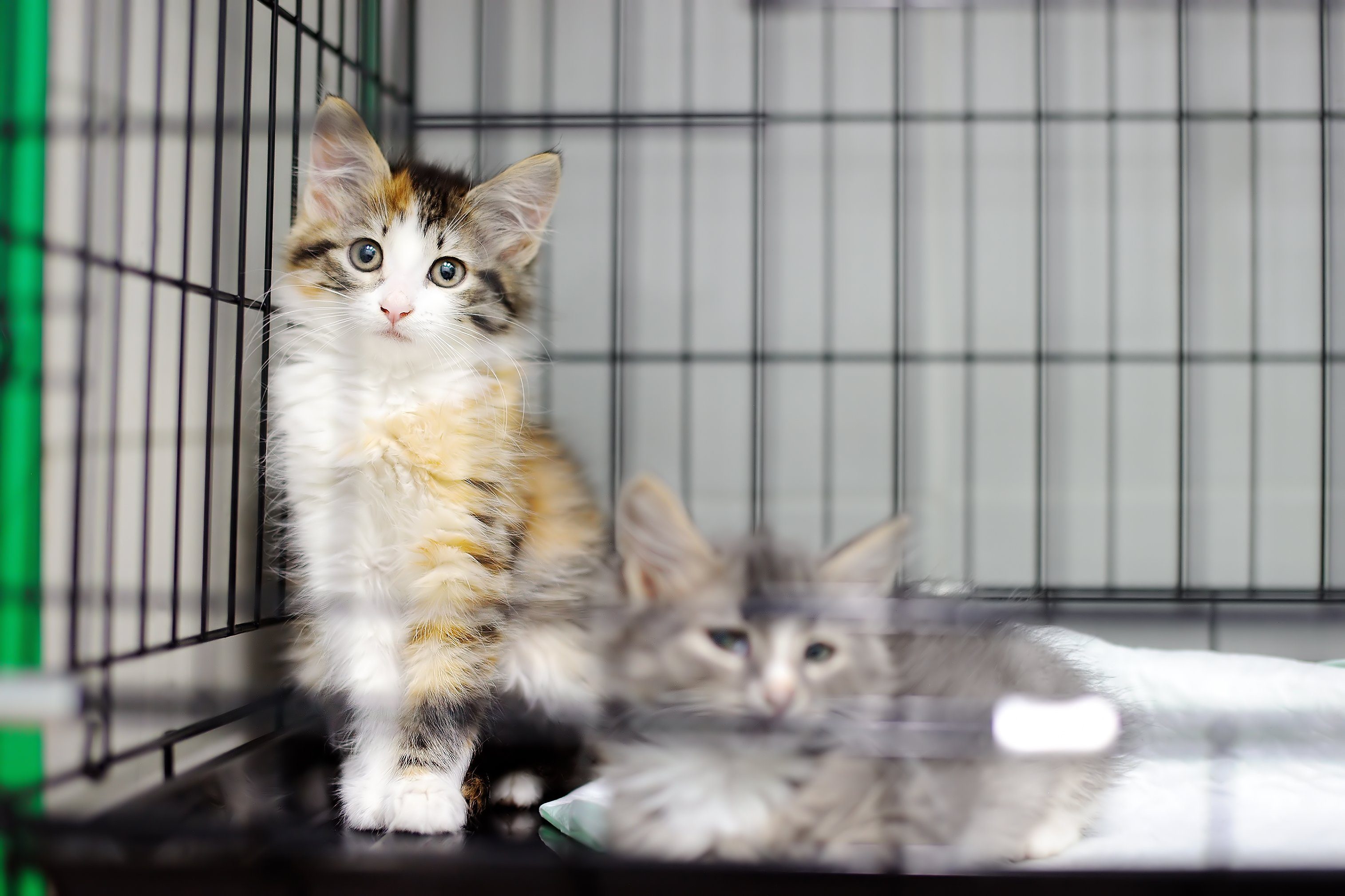 Two kittens in a cage in an animal shelter