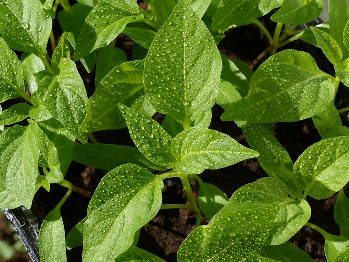 Easy vegetables to grow at home - sweet pepper seedlings