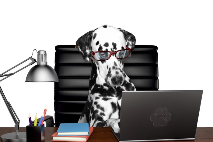 Dalmatian dog in glasses is doing some work on the computer. Isolated on white