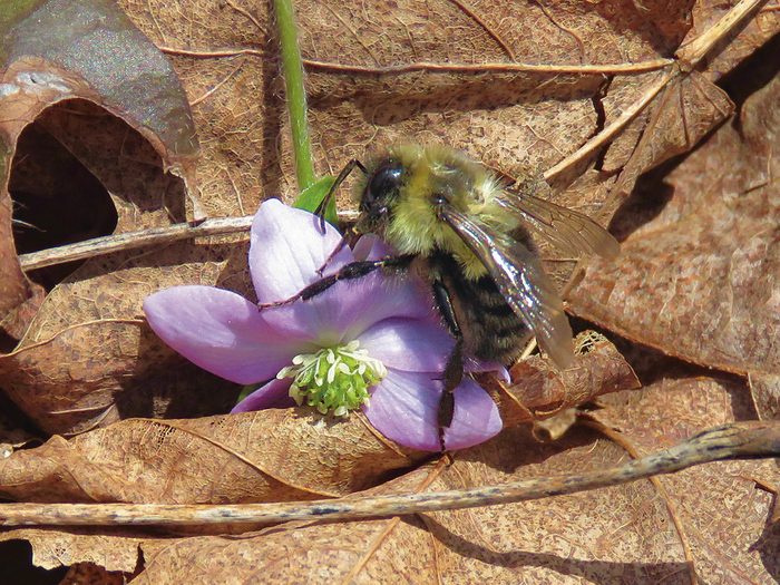 Spring flowers Ontario - Honeybee and hepatica bloom in Exeter, Ontario
