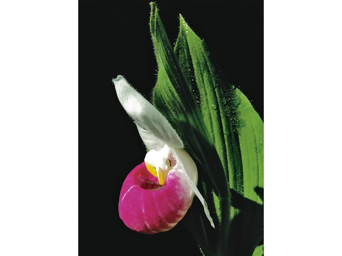 Lady's slipper flower - Exeter, Ontario