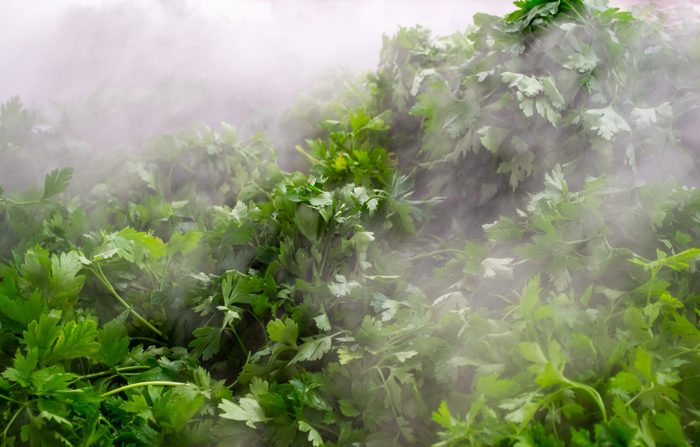 Produce section - water misting parsley