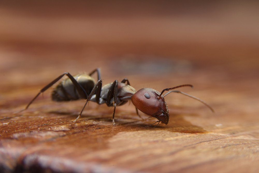 Black ants on woods table