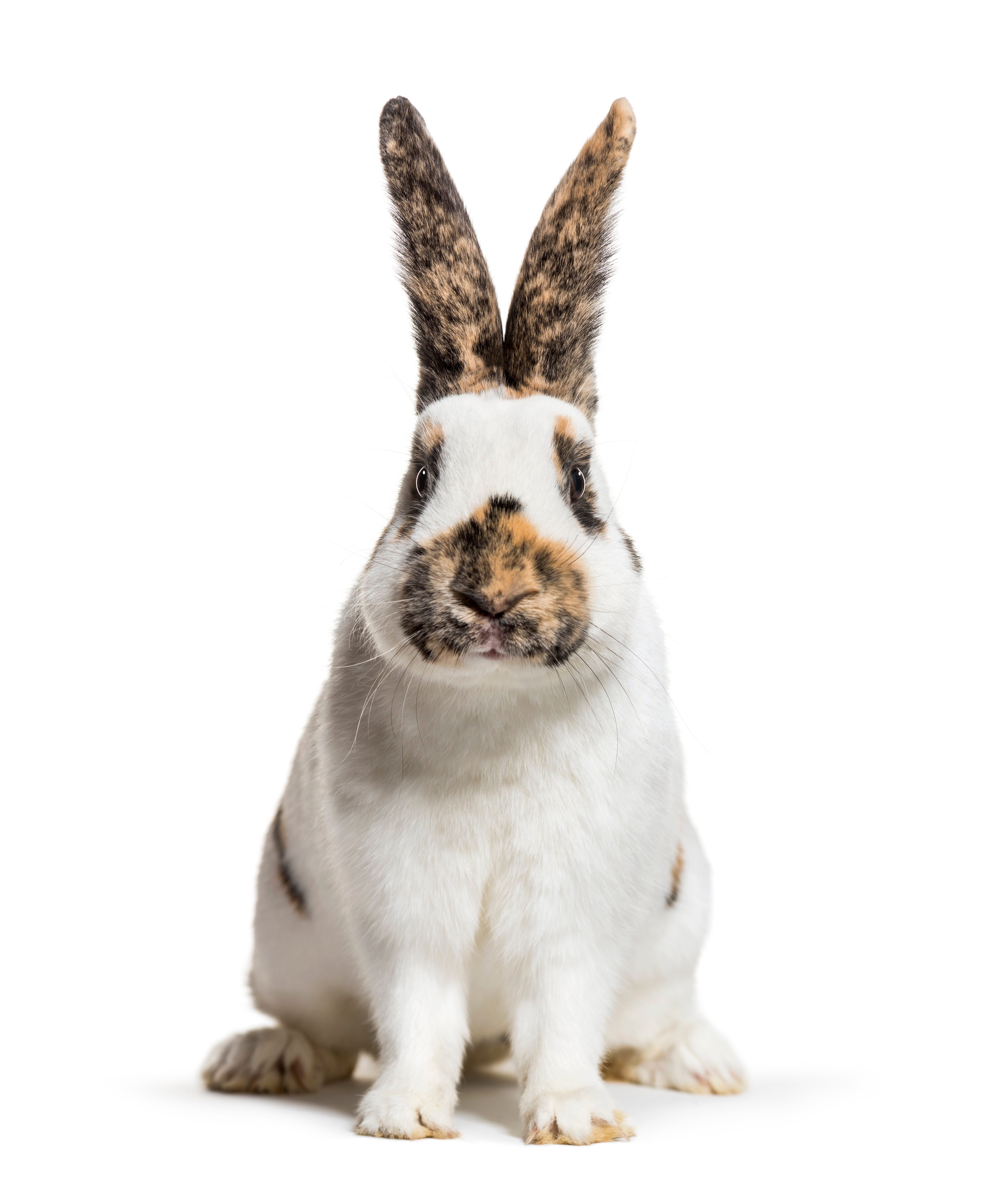 Checkered Giant rabbit is a breed of domestic rabbit that originated in Germany, sitting against white background