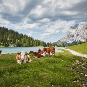 Cows in lakeside valley, Ehrwald, Tyrol, Austria