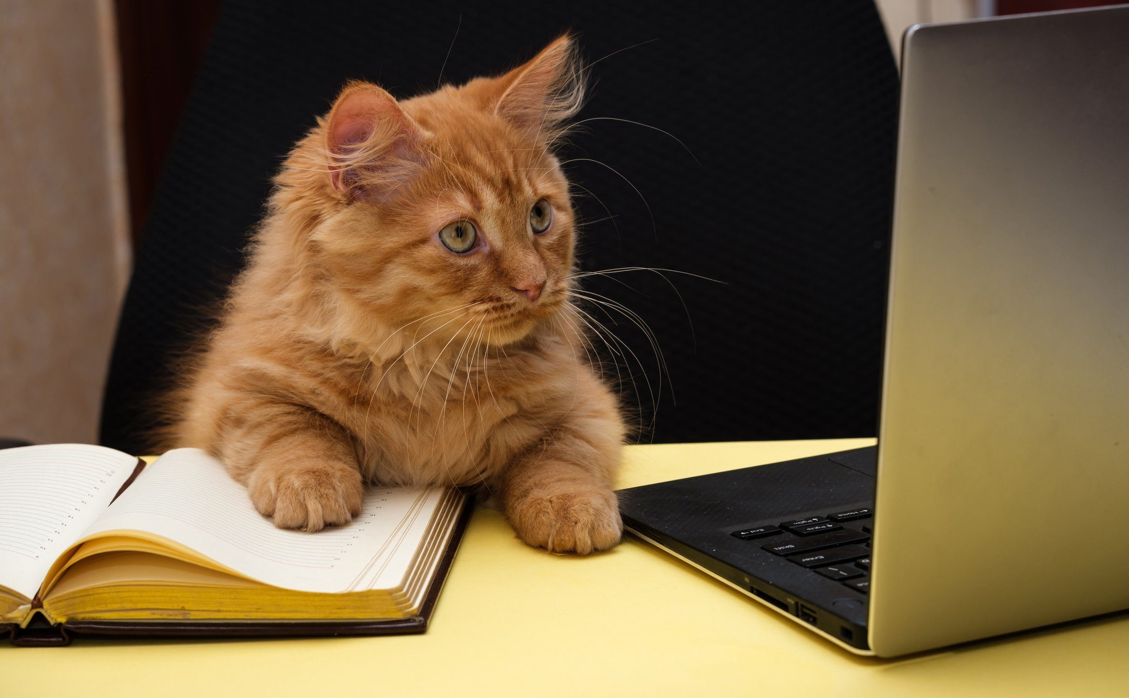 cat sits at a table near the diary and laptop