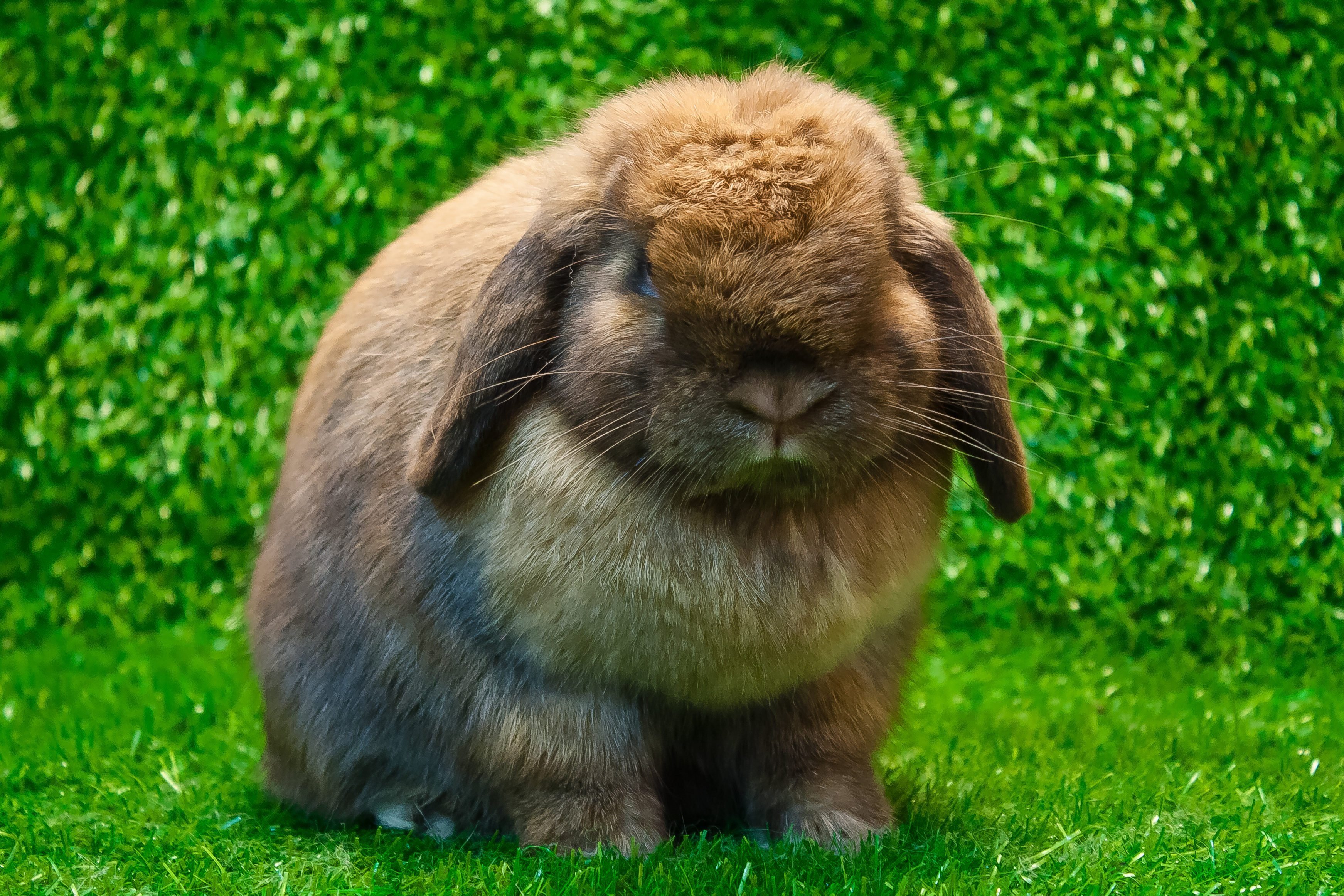 holland lop