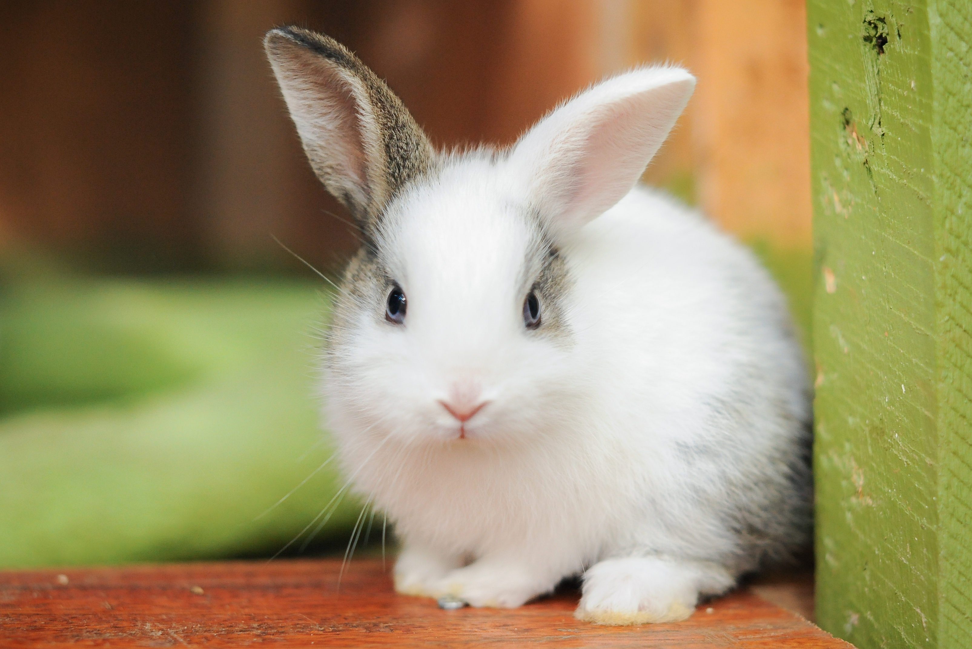 Young kit rabbits